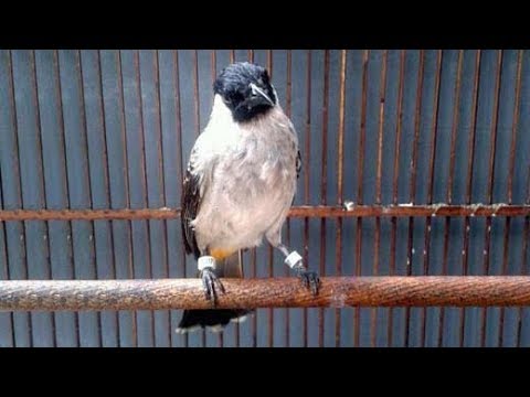 Kutilang Novyj Trend Smotret Onlajn Na Sajte Trendovi Ru