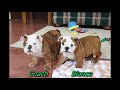 English Bulldog dogs for sale: English Bulldog Puppy 3 - Video 1
