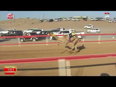 ش 3 (الجازي) لـ حميد عبيد سالم بن حضيبه النعيمي 3:05:09 ، شارة العقود 2026/05/24 السوان