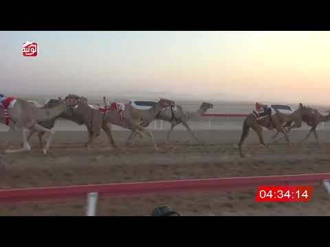  ش 3 (ضاري) لـ عمر سليم الدوده العامري 8:09:84 , شارة الديوان 1 2026/09/19 ثنايا الوقن  