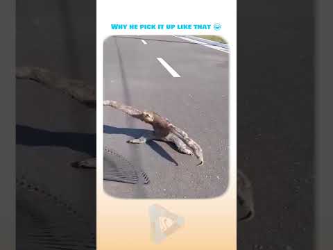 This guy just had the most *legendary* rescue moment! 🦥😂