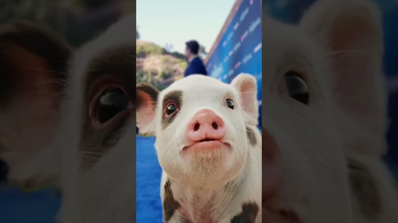 Video náhled