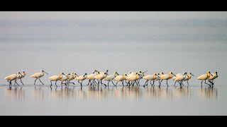 Tainan City · Liukong Wharf live stream