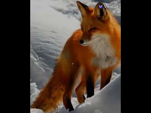 yo y mi obsesión con los zorros y el naranja