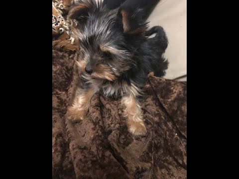 Міні Йорк, хлопчик,перші навики .Річард