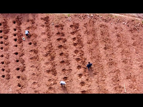 Neuen Riesling braucht „The Länd“ | Weinberg Neubepflanzung | Weingut Zaiß | Stuttgart-Obertürkheim