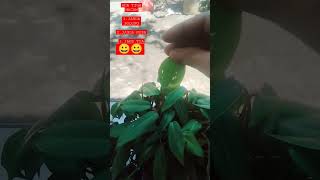 Download lagu PERNAH VIRAL TIGA BUNGA / JANDA BOLONG JANDA MUDA JANDA TUA 😀😀😀😀 mp3