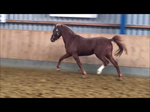 3j Wallach v. Cockney Cracker