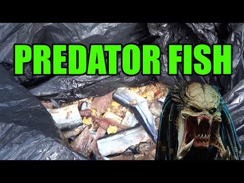 How to make ground bait for predators