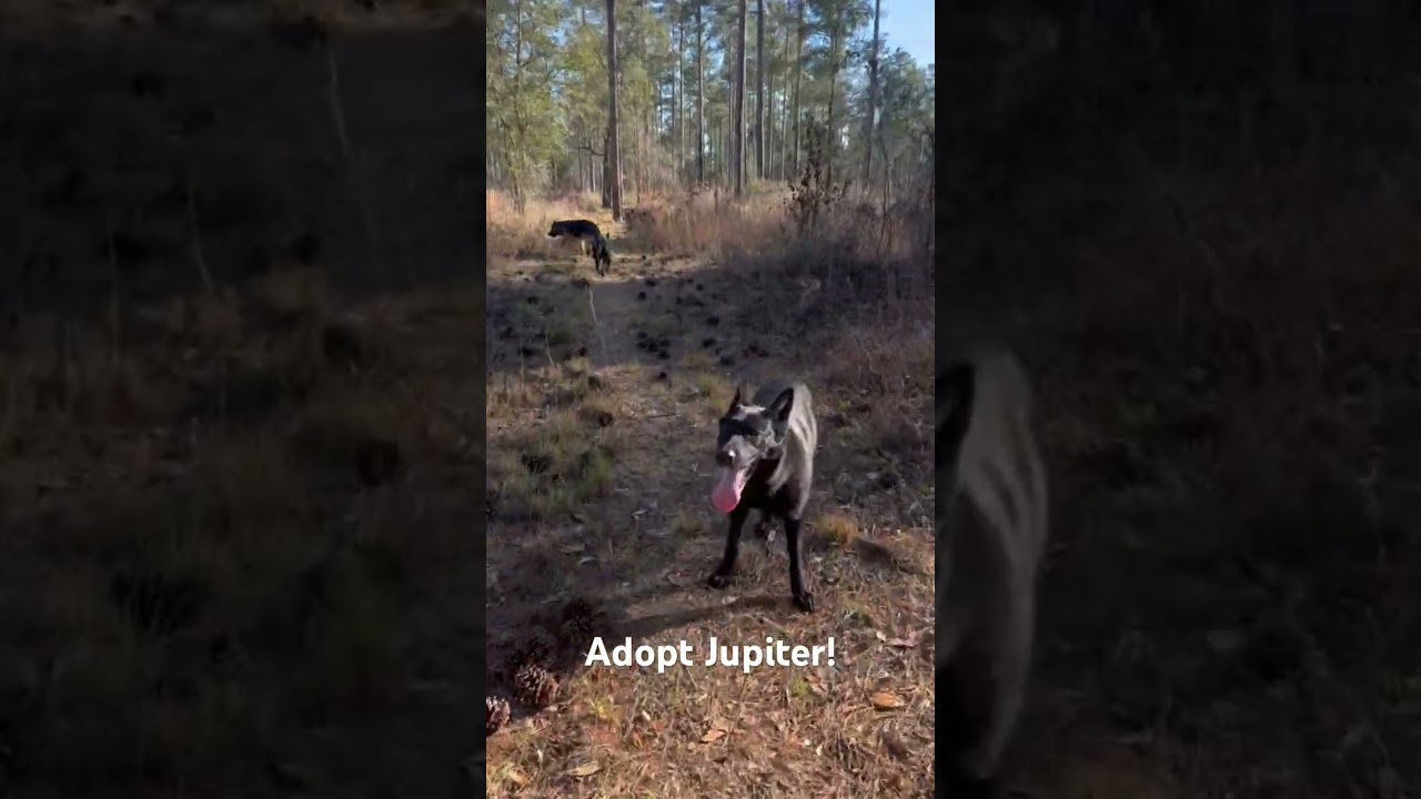 Enlarge JUPITER, a ADOPTABLE German Shepherd Dog in Defuniak Springs , FL video 5/5