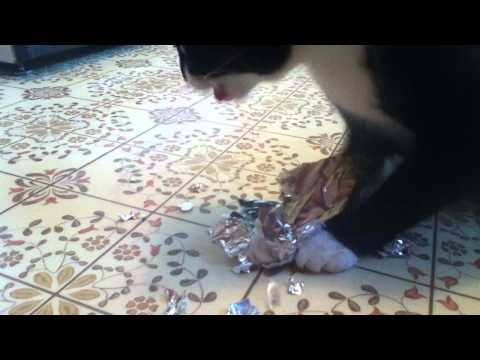 Cat Eating Foil