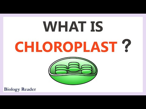 Chloroplast in Plant Cell - Definition, Characteristics, Video, Structure & Functions - Biology Reader