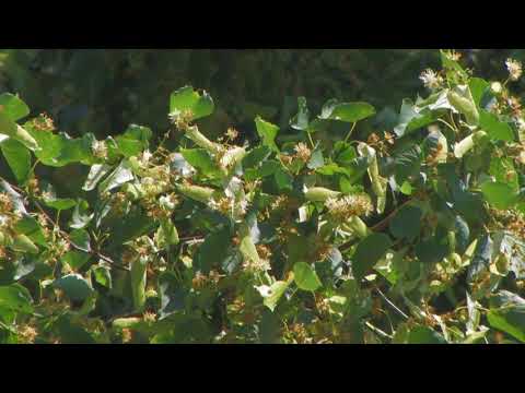 išsaugokime Vilkanastrų šimtametę liepą  ,,Ir sąžinė liepia"  Simas Vytautas Babravičius