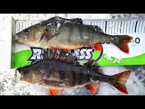 VATSAKOUKUN ASENNUS JIGIIN NIIN KUIN TASAPAINOSSA | AHVENENPILKINTÄ | KATSO JA KOKEILE