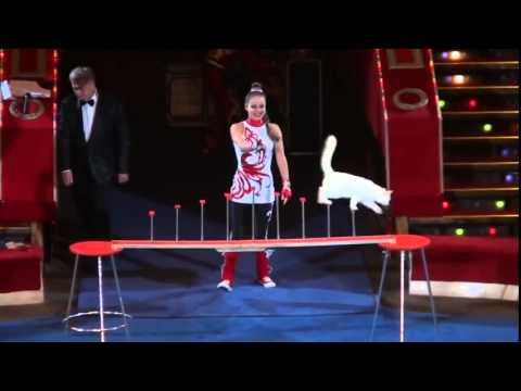 Amazing Russian Circus Cats