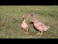 Buff Adult Ducks