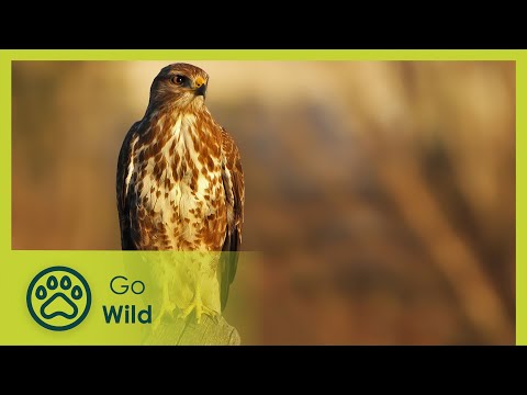 Islands of Wind and Fire - Wild Italy: Living with Volcanoes 3/3 - Go Wild