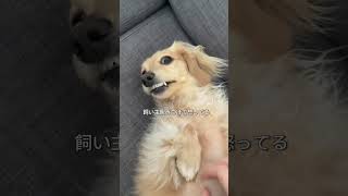 さすがに簡単すぎるかダックスフンド犬のいる暮らしわんこ