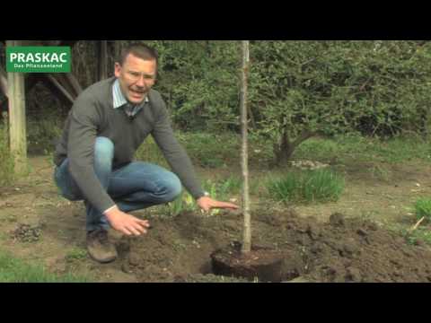 Baum pflanzen | So macht man es richtig