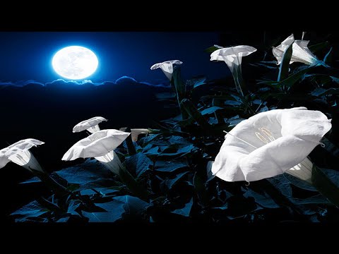 Santana - Flor De Luna (Moonflower) [Audio HQ]