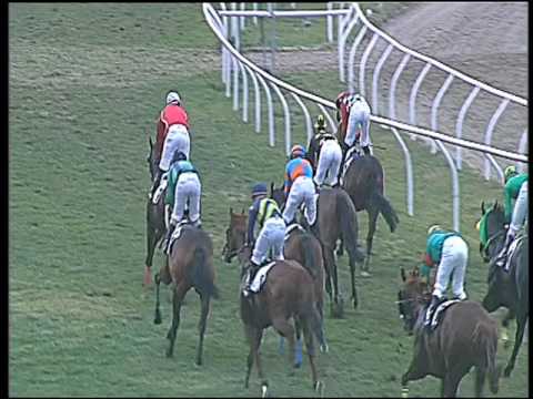 Galoppo 28/01/2017 - 3ª corsa