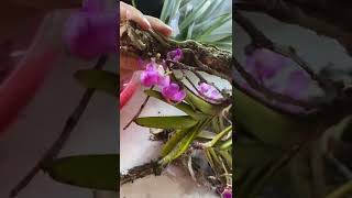 ( đã hết ạ ) Quế tím buôn đôn ạ Sđt 0962237739