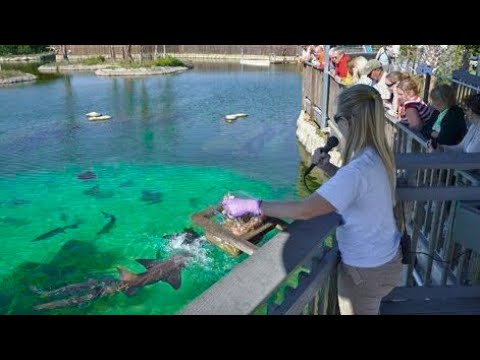 download lagu mp3 mp4 Saltwater Pond, download lagu Saltwater Pond gratis, unduh video klip Download Saltwater Pond Mp3 dan Mp4 2020 Gratis