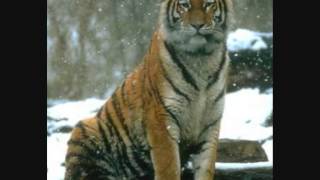 DAVID SIMMONS ...   SOMEDAY SOMEWAY    ....