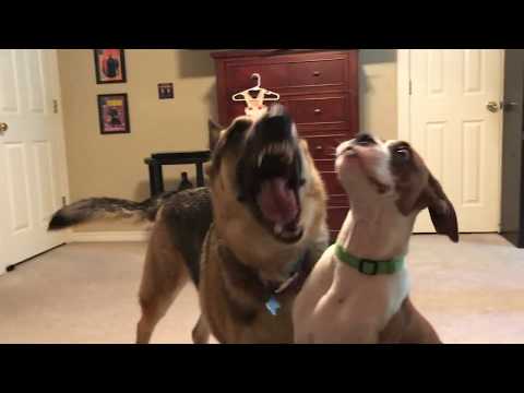 The Perfect Song for Happy Samson