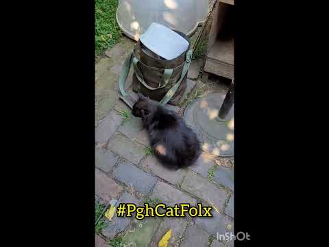 Walk with me as I feed the feral cats at Fort Faulsey cat colony