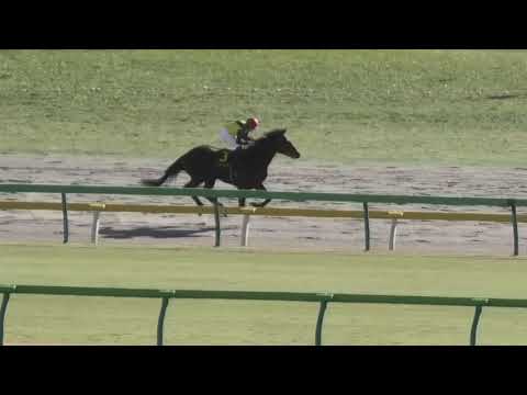 2020 ヒヤシンスステークス（L）最後の直線とウィニングラン 現地映像 カフェファラオ