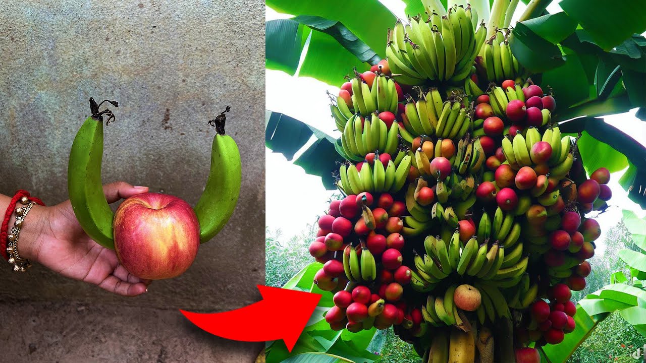 Techniques for grafting bananas fruit with apples fruit get fruit together