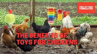 The Top 10 Benefits of Providing Toys for Chickens (HD Quality)