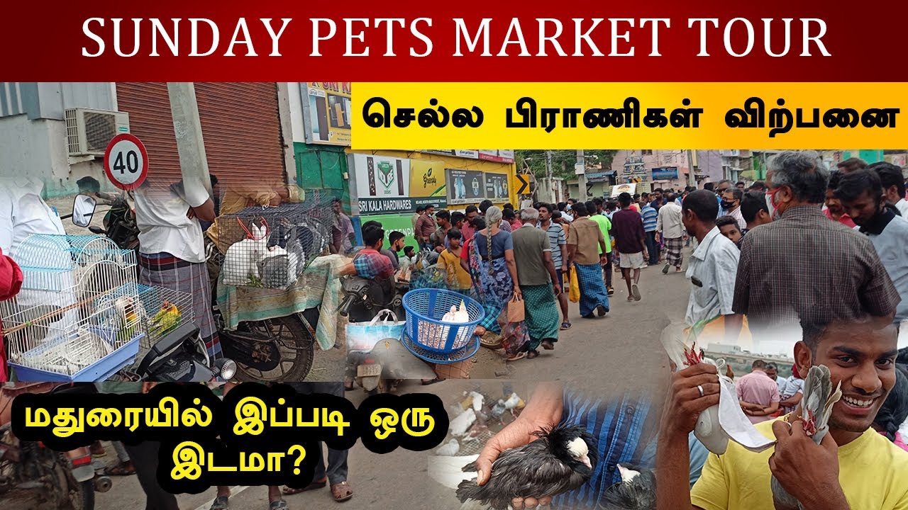 Madurai Pets Market Tour | Sunday pets market Simmakal | Vedha Fish Farm