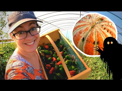 The Melon Monster Mystery (Unsolved) | Homestead Greenhouse and Garden Tour Week 14, Zone 7B