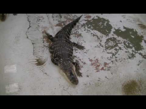 Live Alligators At Auburndale's International Market World Flea And Farmers Market