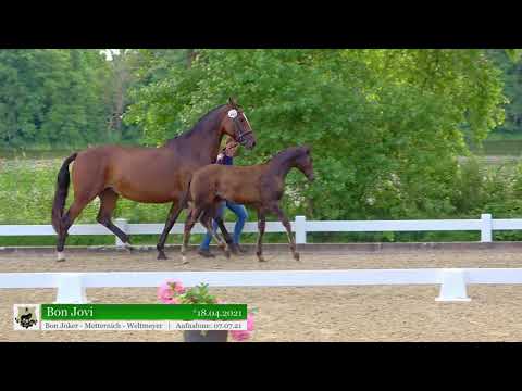 Bon Jovi premiertes Hengstfohlen von Bon Joker x Metternich x Weltmeyer