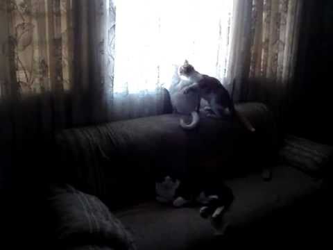 Gatos: Otelo e Otoniel - Amor mais sincero!