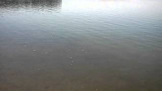 Fish like doritos
