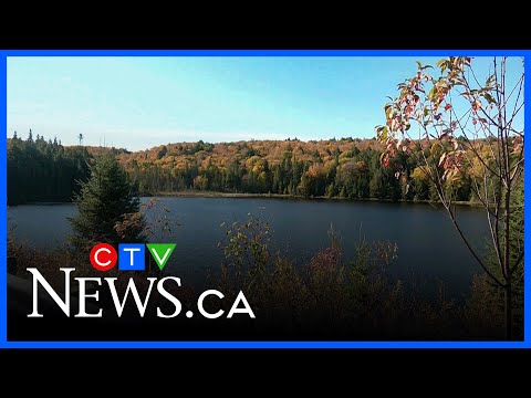 See stunning fall colours at peak in Algonquin Park