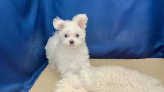 ハーフ犬の動画02