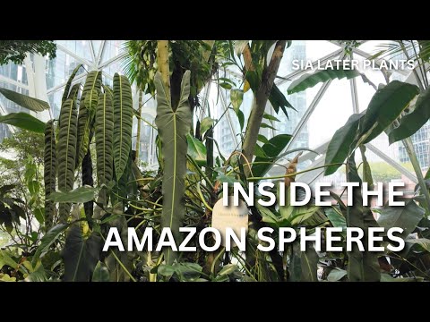 Discover the NEW Aroid Exhibit at the Amazon Spheres 🤯 | Tour & See Rare Plants