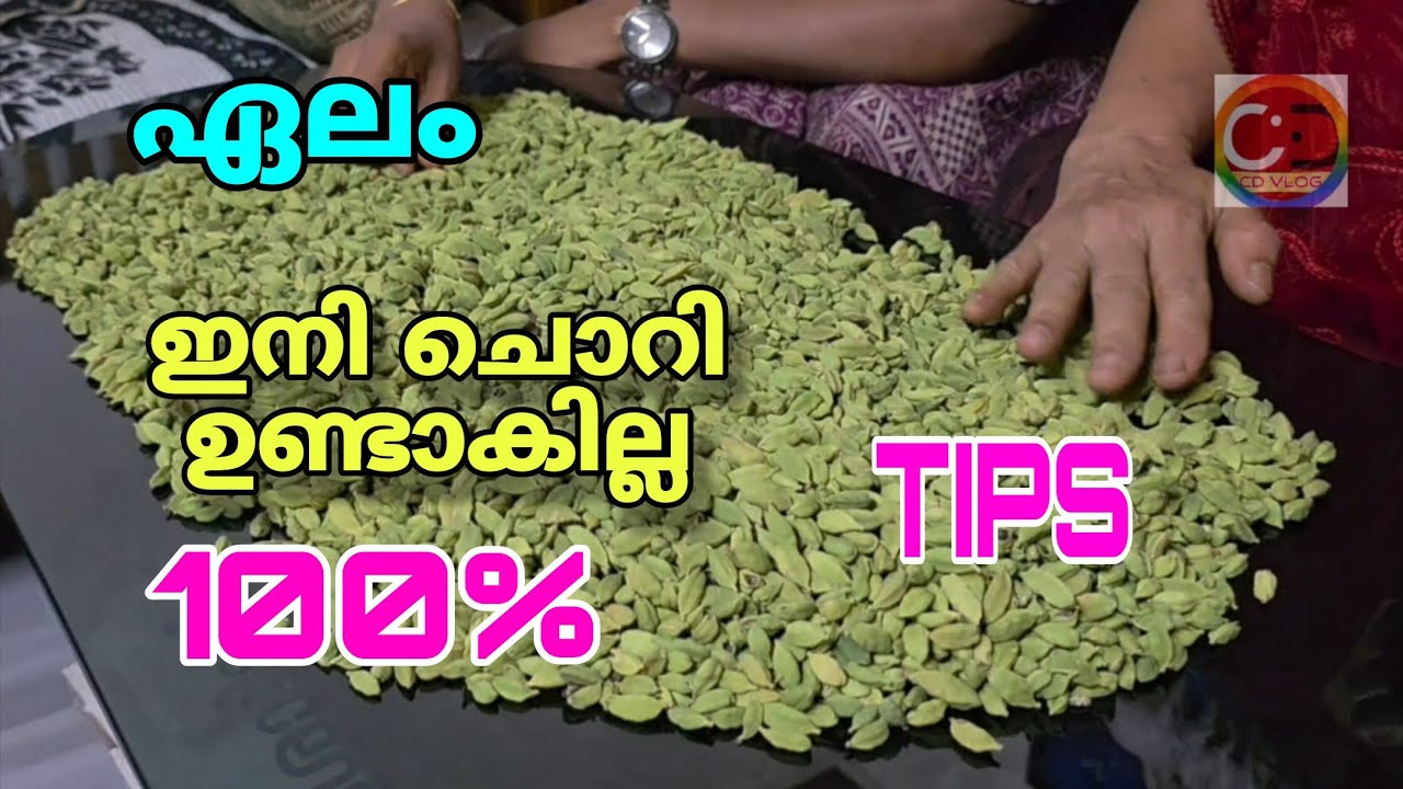 ഒന്ന് ശ്രദ്ധ ചെലുത്തിയാൽ I ഇനി ചൊറി ഉണ്ടാകില്ല - ശാസ്ത്രീയ പരിചരണരീതികൾ | cardamom price | cardamom buy