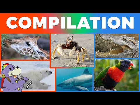 Zaky's Discoveries - Compilation