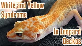 White and Yellow Syndrome in Leopard Geckos