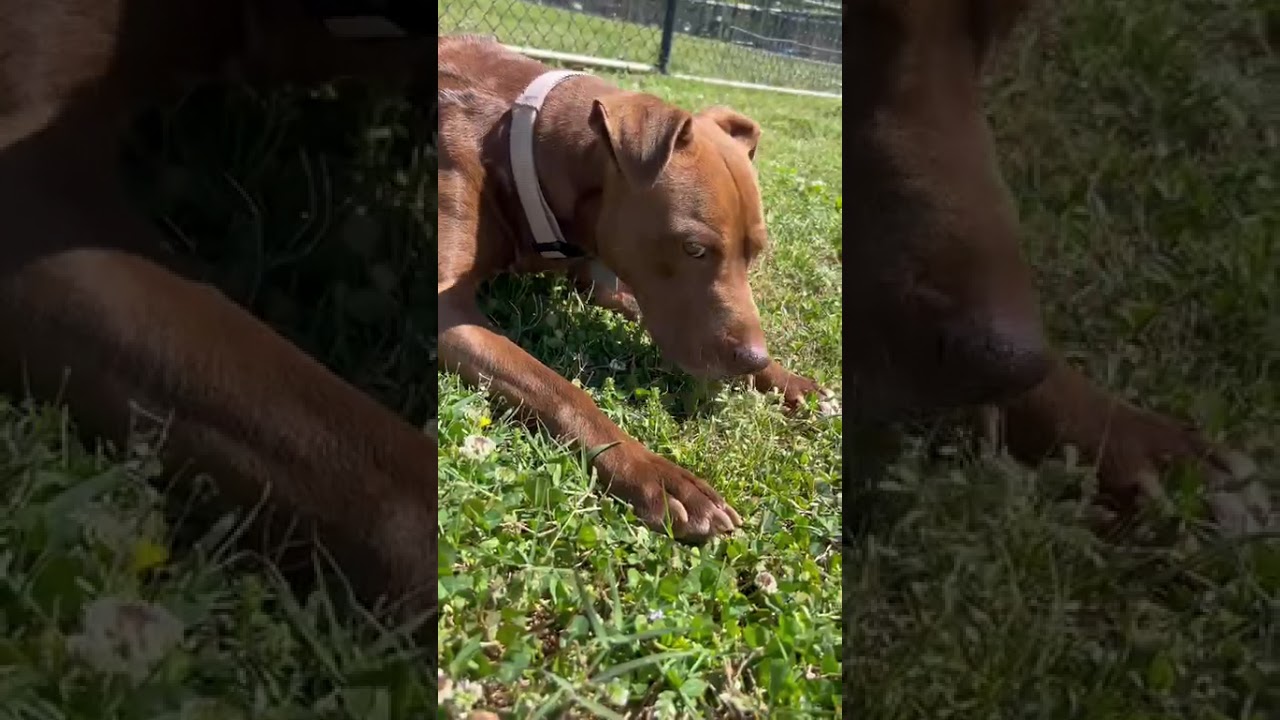 Enlarge Beaver, a Adoptable Mixed Breed in Chattanooga, TN video 6/6