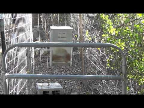 Auto Feed System for Livestock Guard Dogs - LGD - Dog Feeder