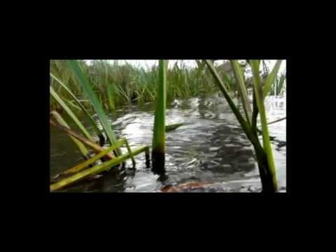 Karpfenangeln 123 Videotagebuch MLotz