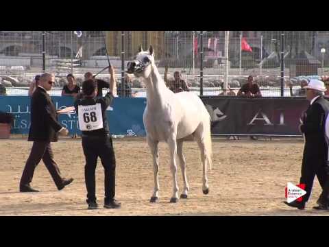 N.68 TF LADY ROYAL - Menton 2015 - Mares 8 years old & above (Class 5)