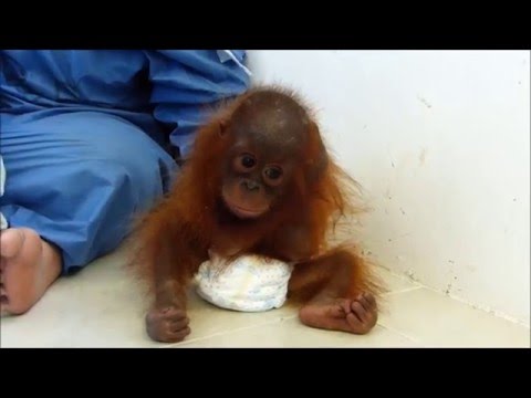 Un pui de maimuță traumatizat se &icirc;mbrățișează singur fără &icirc;ncetare! Povestea lui te va face să pl&acirc;ngi!